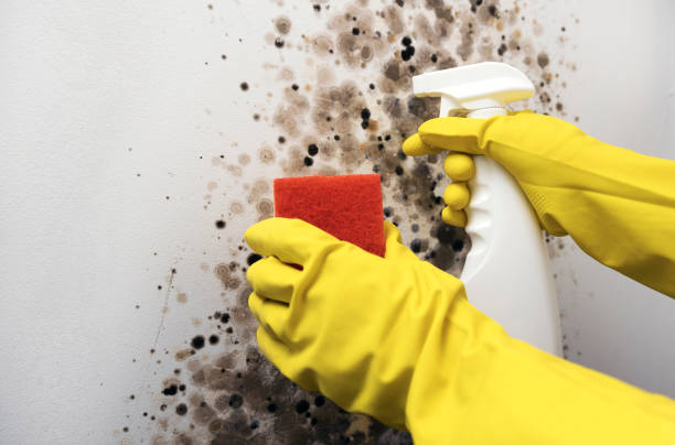 Best Industrial Mold Remediation in Heber Overgaard, AZ